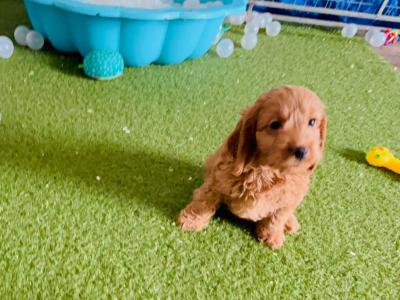 Miniature Cockapoo 1st generation 353871486601