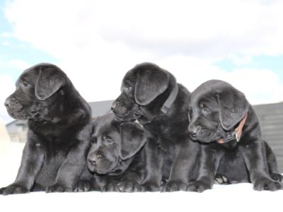 World Class Stud Dog,import,best Pedigree in Ireland!