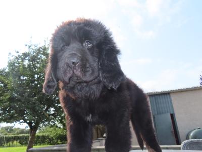 Exceptional Pedigree IKC Registered Newfoundland puppies in Westmeath- ready from August 2nd!🐾