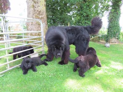 Exceptional Pedigree IKC Registered Newfoundland puppies in Westmeath- ready from August 2nd!🐾