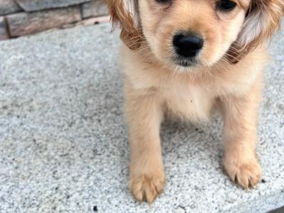 Cocker spaniel x Pomeranian puppies for sale in Wexford