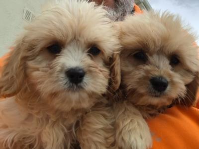 Beautiful Cavachon puppies in Mayo