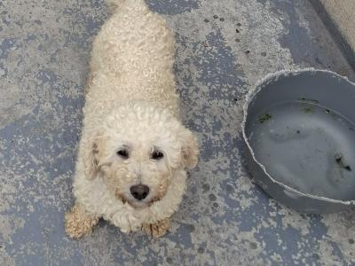 Bishon. 250. Female.  5 years old .co mayo