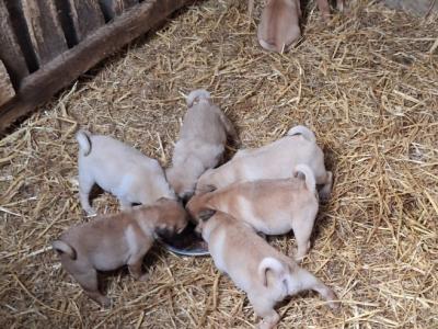 7 beautiful Jug pups for sale