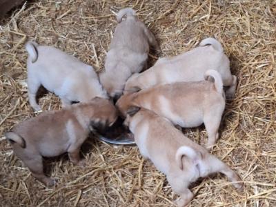 7 beautiful Jug puppies for sale in Cork