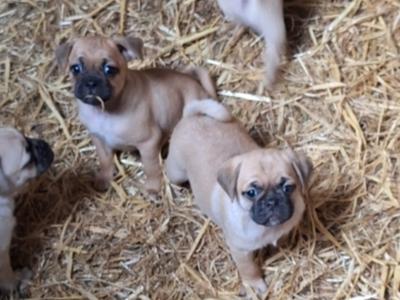 7 beautiful Jug puppies for sale in Cork