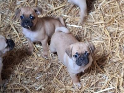 7 beautiful Jug puppies for sale in Cork