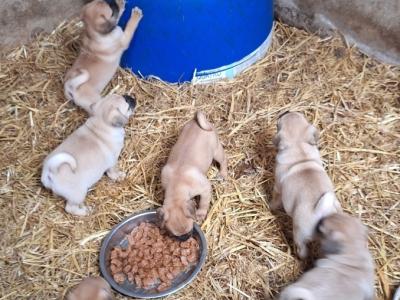 7 beautiful Jug pups for sale