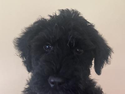 IKC Registered Kerry Blue Terrier puppies