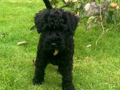 IKC Registered Kerry Blue Terrier puppies