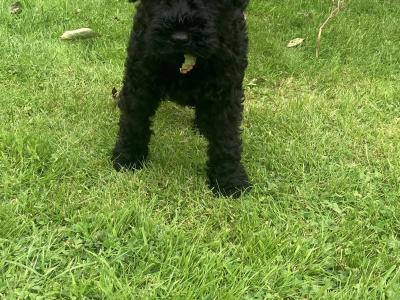 IKC Registered Kerry Blue Terrier puppies