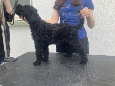 IKC Registered Kerry Blue Terrier puppy