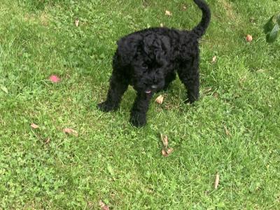 IKC Registered Kerry Blue Terrier puppy