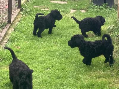IKC Registered Kerry Blue Terrier puppy
