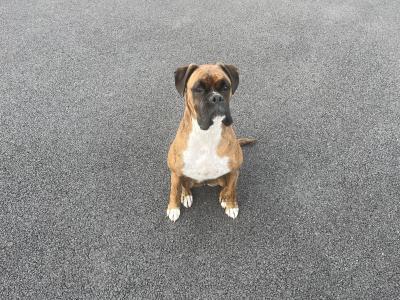 Cooper is a male Boxer dog for sale in Sligo. Great Family Dog