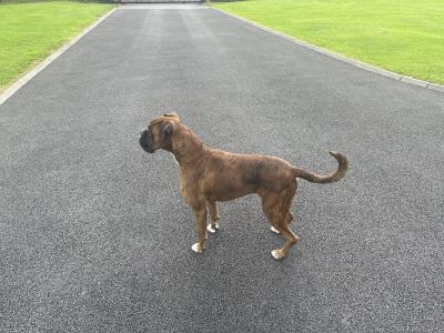 Cooper is a male Boxer dog for sale in Sligo. Great Family Dog