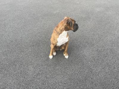 Cooper is a male Boxer dog for sale in Sligo. Great Family Dog