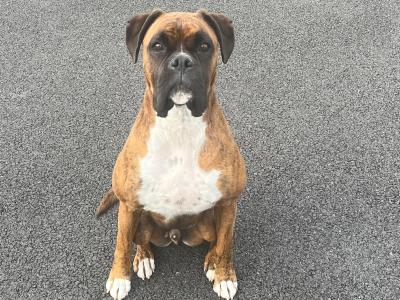 Cooper is a male Boxer dog for sale in Sligo. Great Family Dog