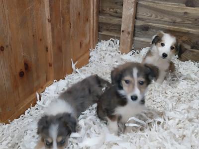 Collie pups