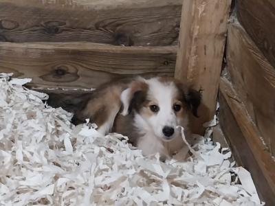 Collie pups