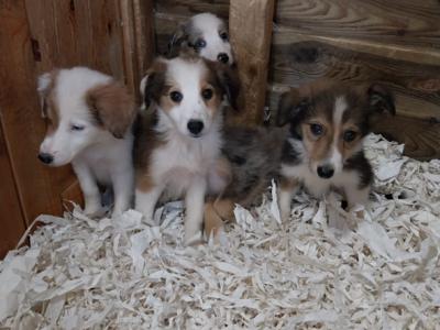 Collie pups
