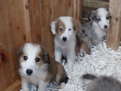 Collie pups