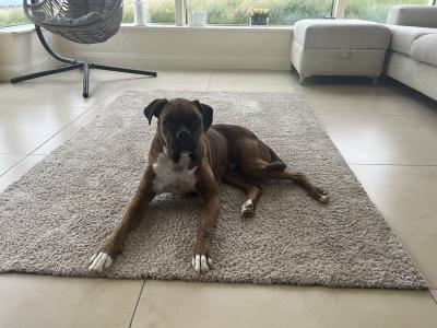 Cooper is a male Boxer dog for sale in Sligo. Great Family Dog