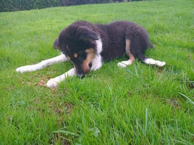 4 month old purebred male Border Collie puppy for sale in Monaghan