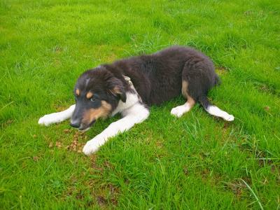 4 month old purebred male Border Collie puppy for sale in Monaghan