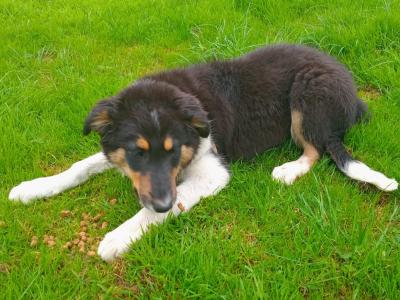 4 month old purebred male Border Collie puppy for sale in Monaghan