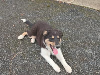 4 month old purebred male Border Collie puppy for sale in Monaghan