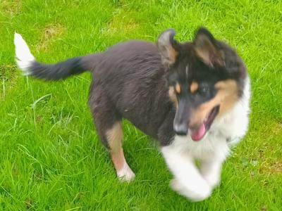 4 month old purebred male Border Collie puppy for sale in Monaghan