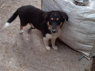 4 month old purebred male Border Collie puppy for sale in Monaghan