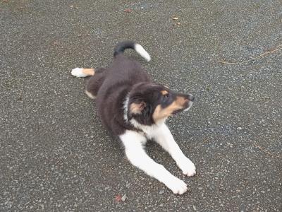 4 month old purebred male Border Collie puppy for sale in Monaghan