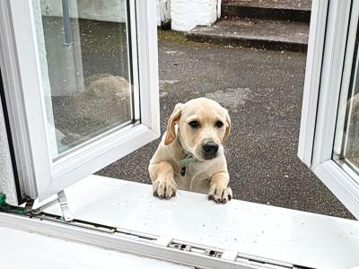 IKC Registered Labrador puppy male in Tipperary Town