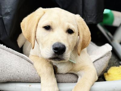 IKC Registered male Labrador puppy in Tipperary Town