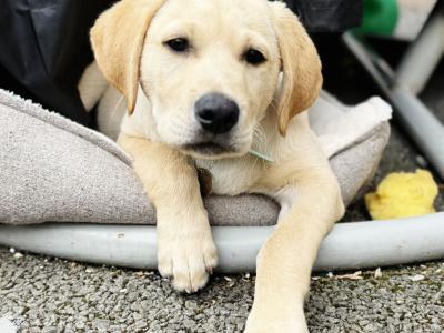 IKC Registered Labrador puppy male in Tipperary Town