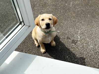 IKC Registered Labrador puppy male in Tipperary Town