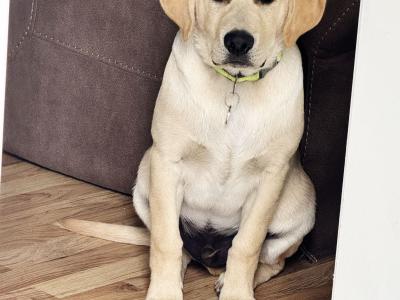 IKC Registered Labrador puppy male in Tipperary Town
