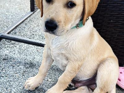 IKC Registered Labrador puppy male in Tipperary Town