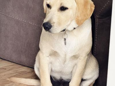 IKC Registered Labrador puppy male in Tipperary Town