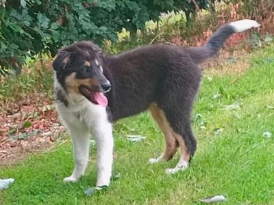 4 month old purebred male Border Collie puppy for sale in Monaghan