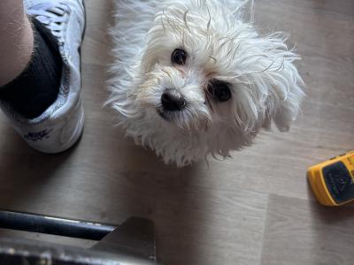Maltese puppies in Dublin