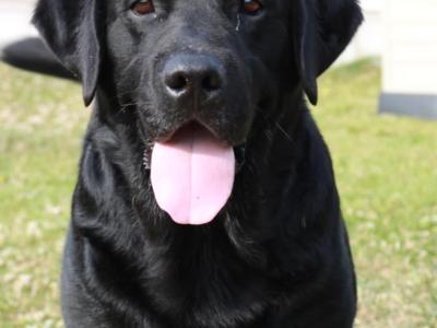 World Class Stud Dog,import,best Pedigree in Ireland!