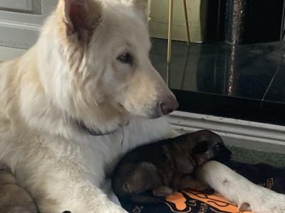 Black & Tan beautiful German Shepard pups €1,200