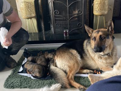 Black & Tan beautiful German Shepard pups €1,200