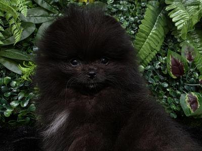 Gorgeous Pomeranian puppies 🐶