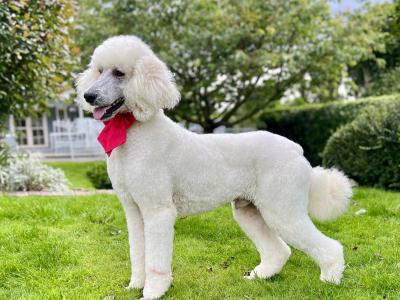 F1 Goldendoodle puppies in Wexford. Health Tested Parents 0871172514