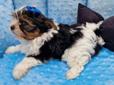 Last Tiny Biewer Yorkshire Terrier Boy in Sligo