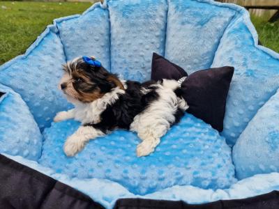 Last Tiny Biewer Yorkshire Terrier Boy